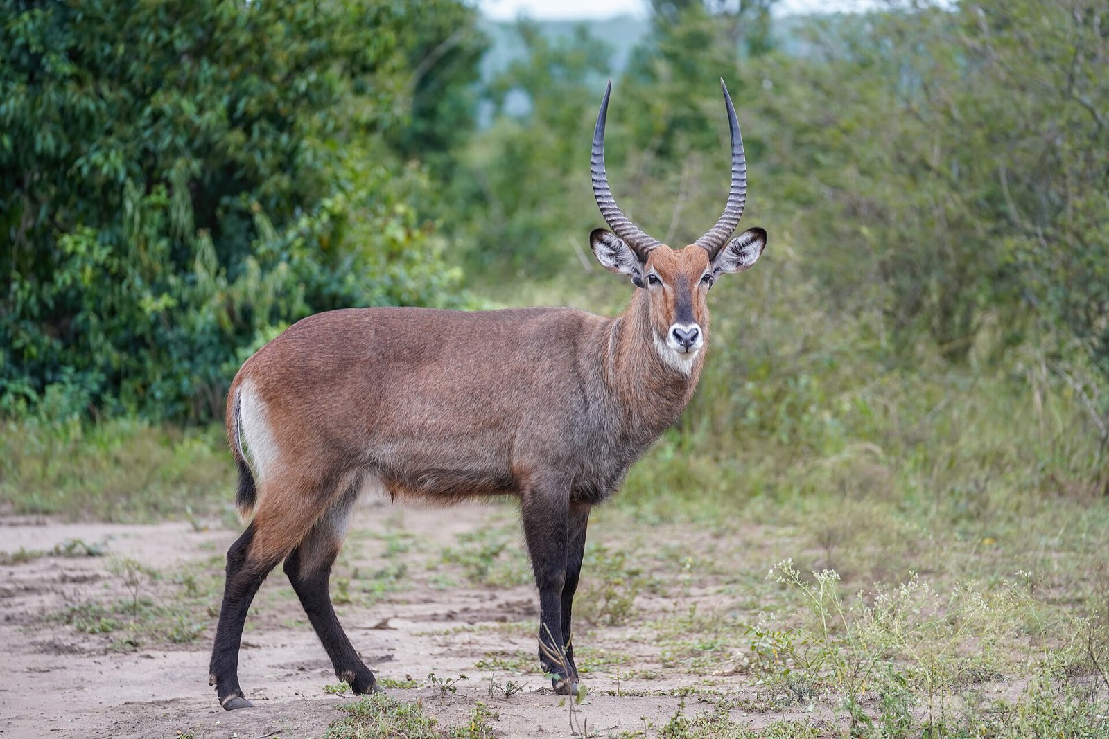 A waterbuck standing in grassland in Queen Elizabeth National Park